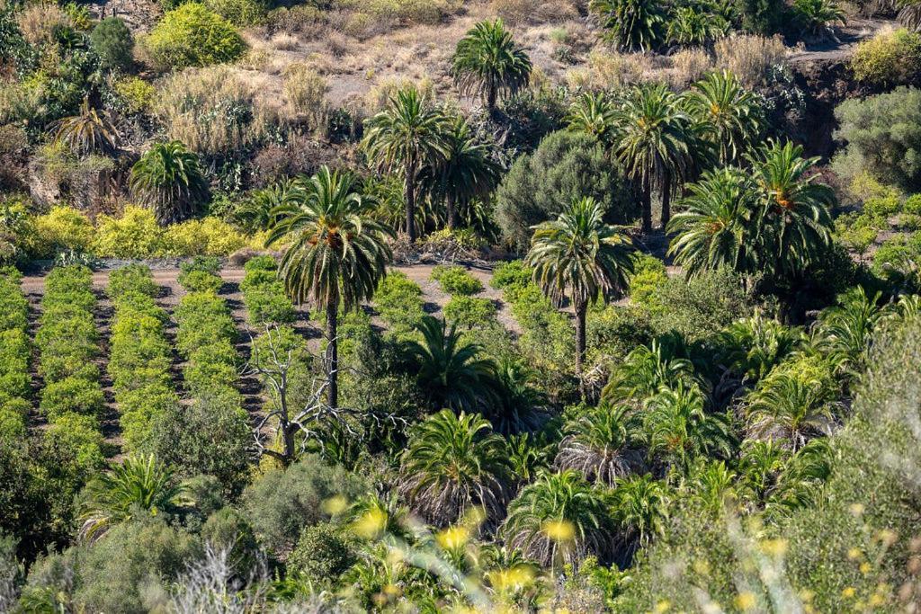 Palmengarten Apartment nahe Yumbo Playa del Inglés Maspalomas  Bagian luar foto